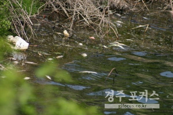 송전저수지에서 물고기 수백마리가 폐사해 경주시가 조사에 착수했다. 사진 경주환경운동연합제공.
