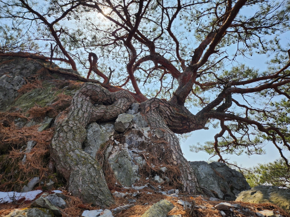 옹강산에서 오진리 방면 능선에 있는 소나무. 사진 김원태